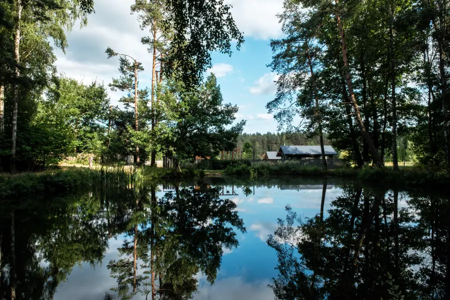 The forest surrounding the camp